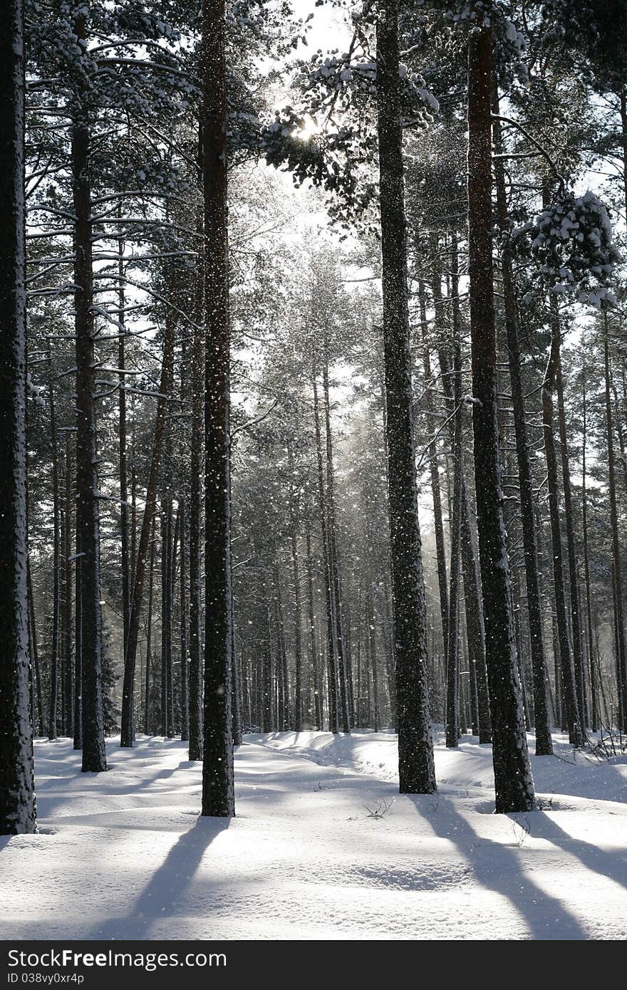 Slow falling snow in the sunny day. Slow falling snow in the sunny day