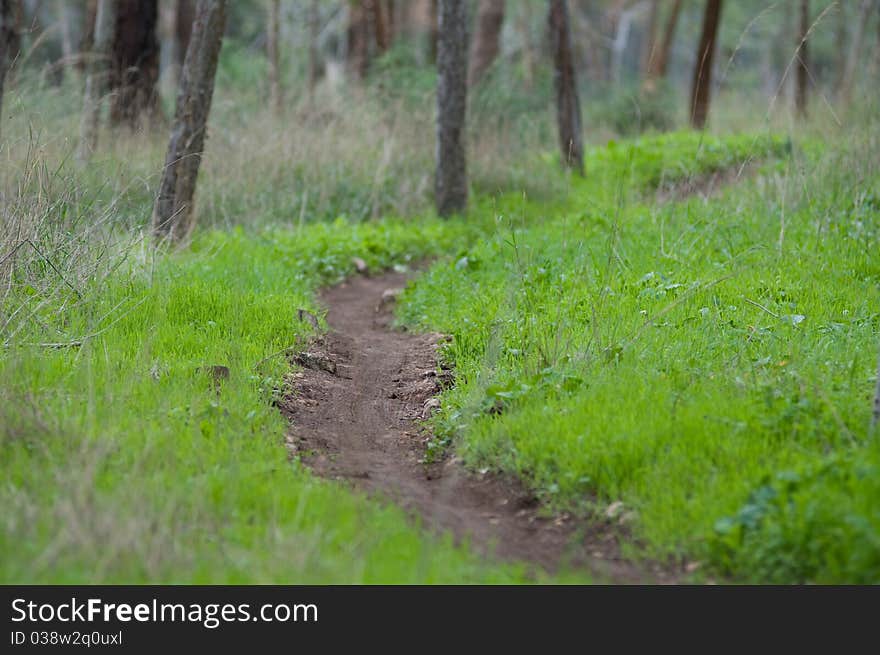 Bare tree trunk in a forest with dry branches