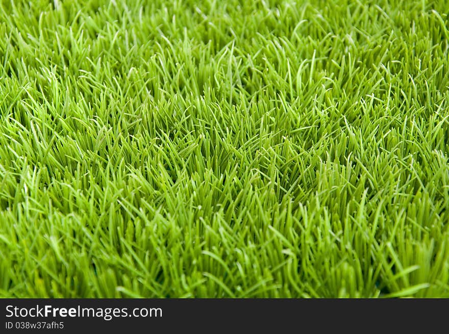 Grass