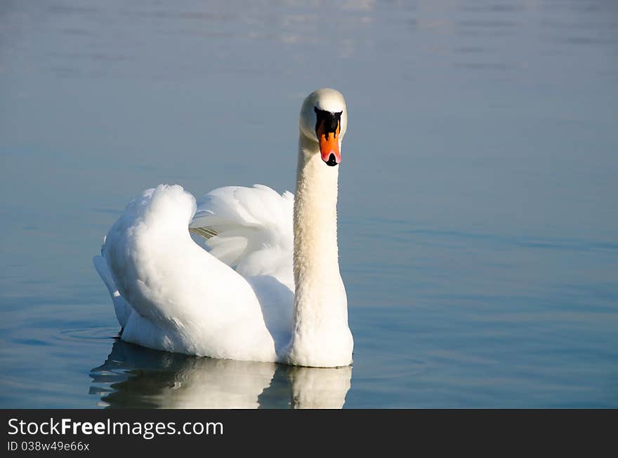 Swimming swan in a lake