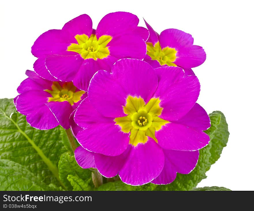 Pink primrose isolated on white. Pink primrose isolated on white