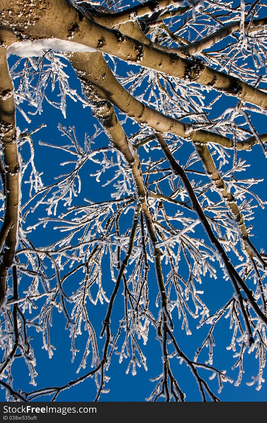 Frozen winter tree on blue sky background