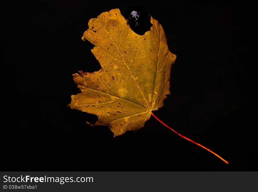 Single autumn maple leaf in dark water with waterdrop