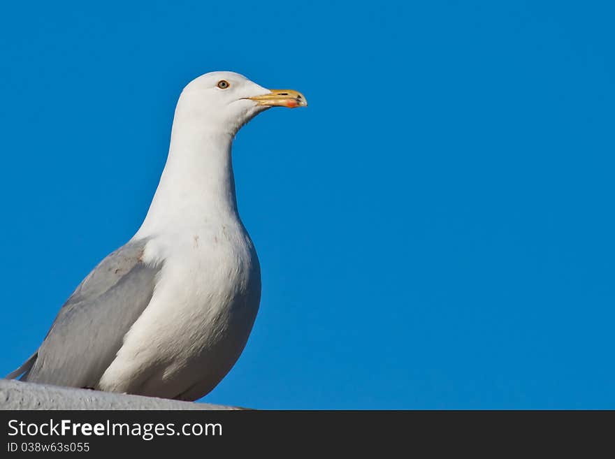 Sea bird seagull. nature closeup