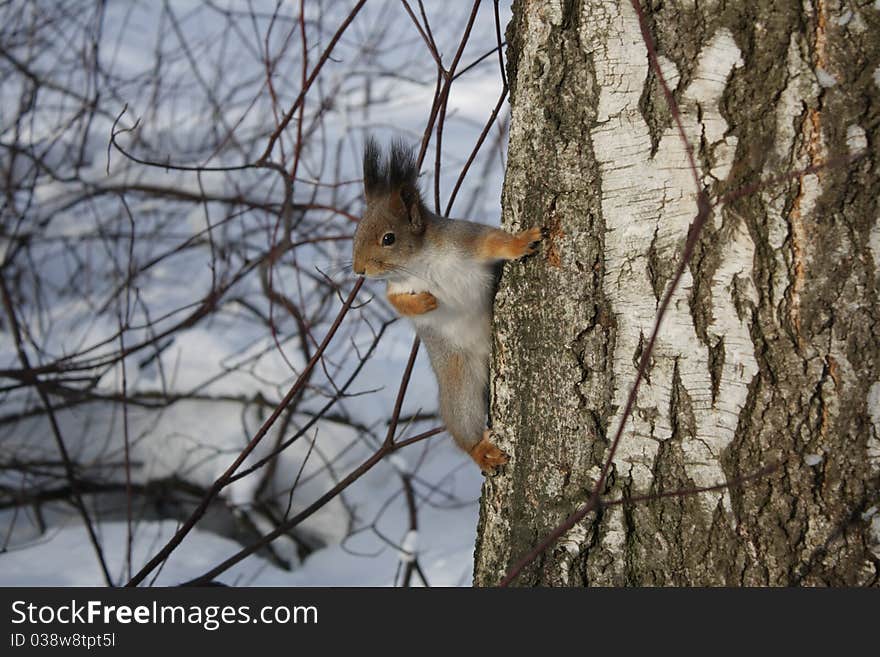 Squirrel on a tree in the park