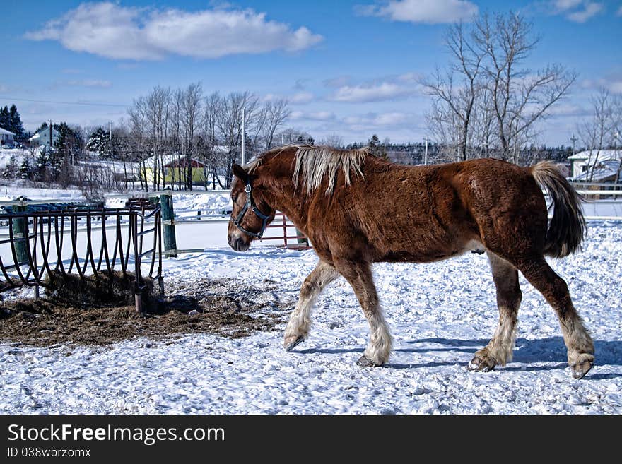 Horse in the snow