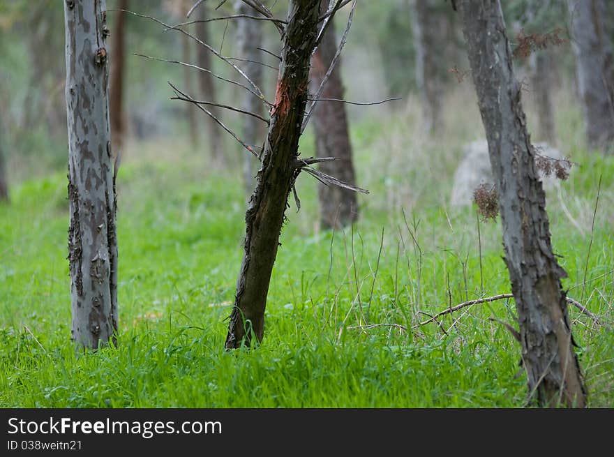 Tree trunk