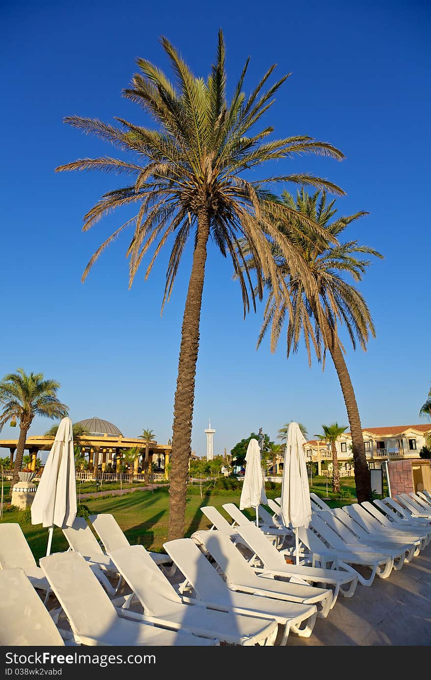 Palm trees. oceanfront pool at resort