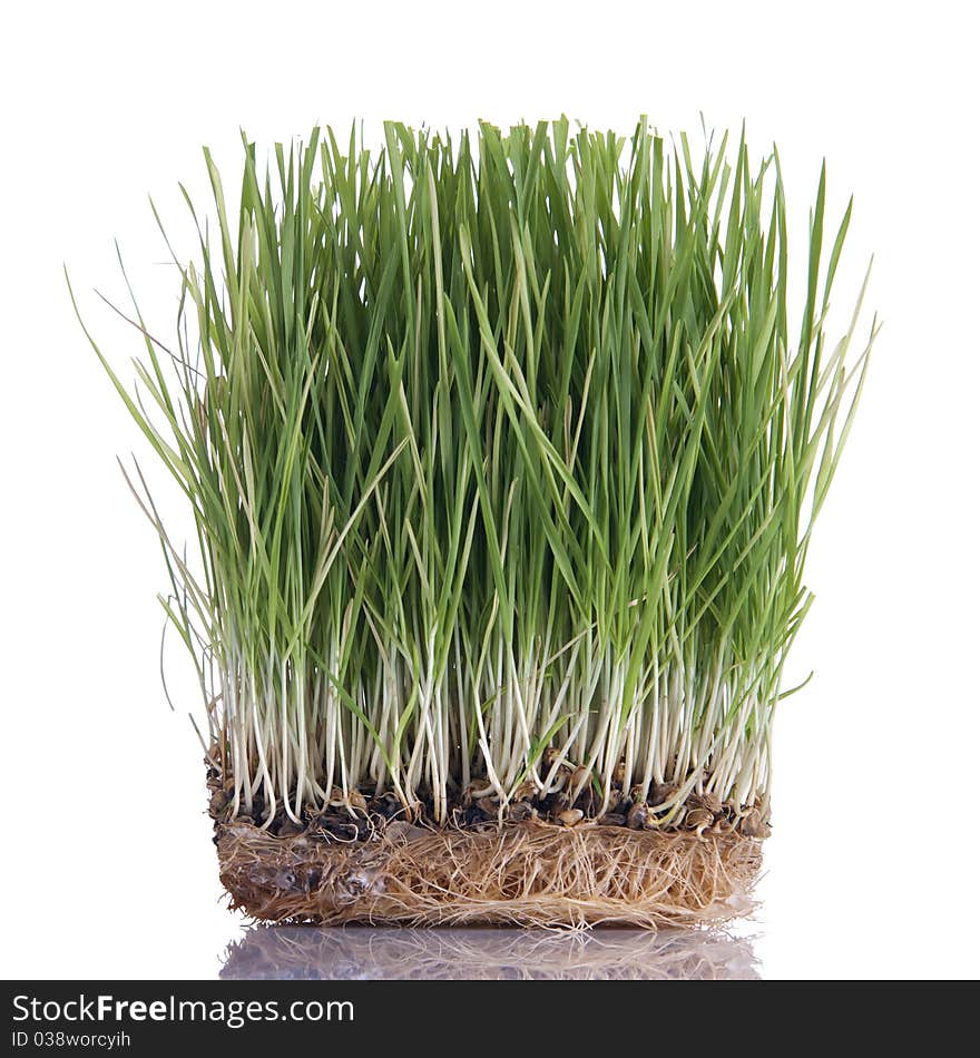 Green wheat sprouts, isolated on white background