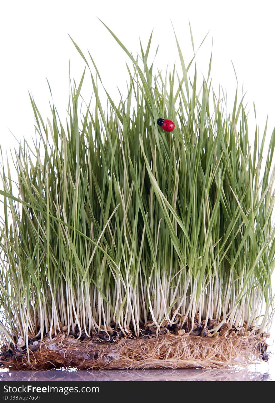 Green wheat sprouts and a lady bug on a white background