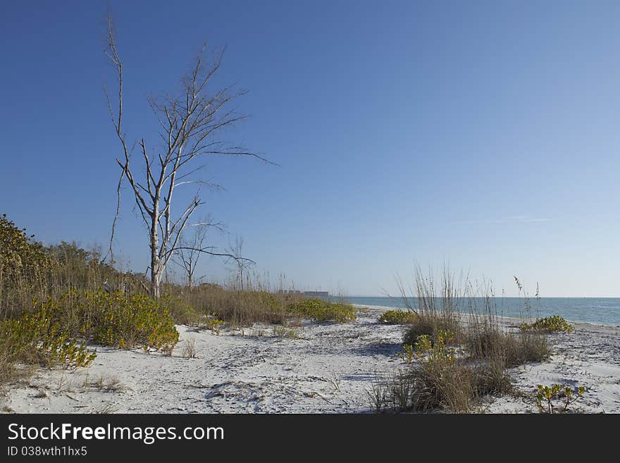 Barefoot Beach