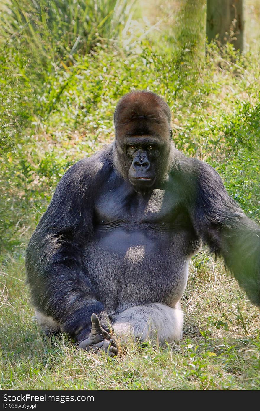 Intimidating portrait of a Western Lowland Gorilla staring seriously toward the camera. Intimidating portrait of a Western Lowland Gorilla staring seriously toward the camera.