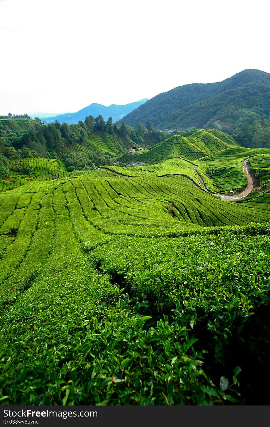 Tea Plantation at Cameron Highlands, Pahang, Malaysia. Tea Plantation at Cameron Highlands, Pahang, Malaysia.