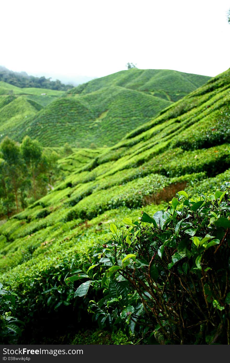 Tea shrubs in Plantation