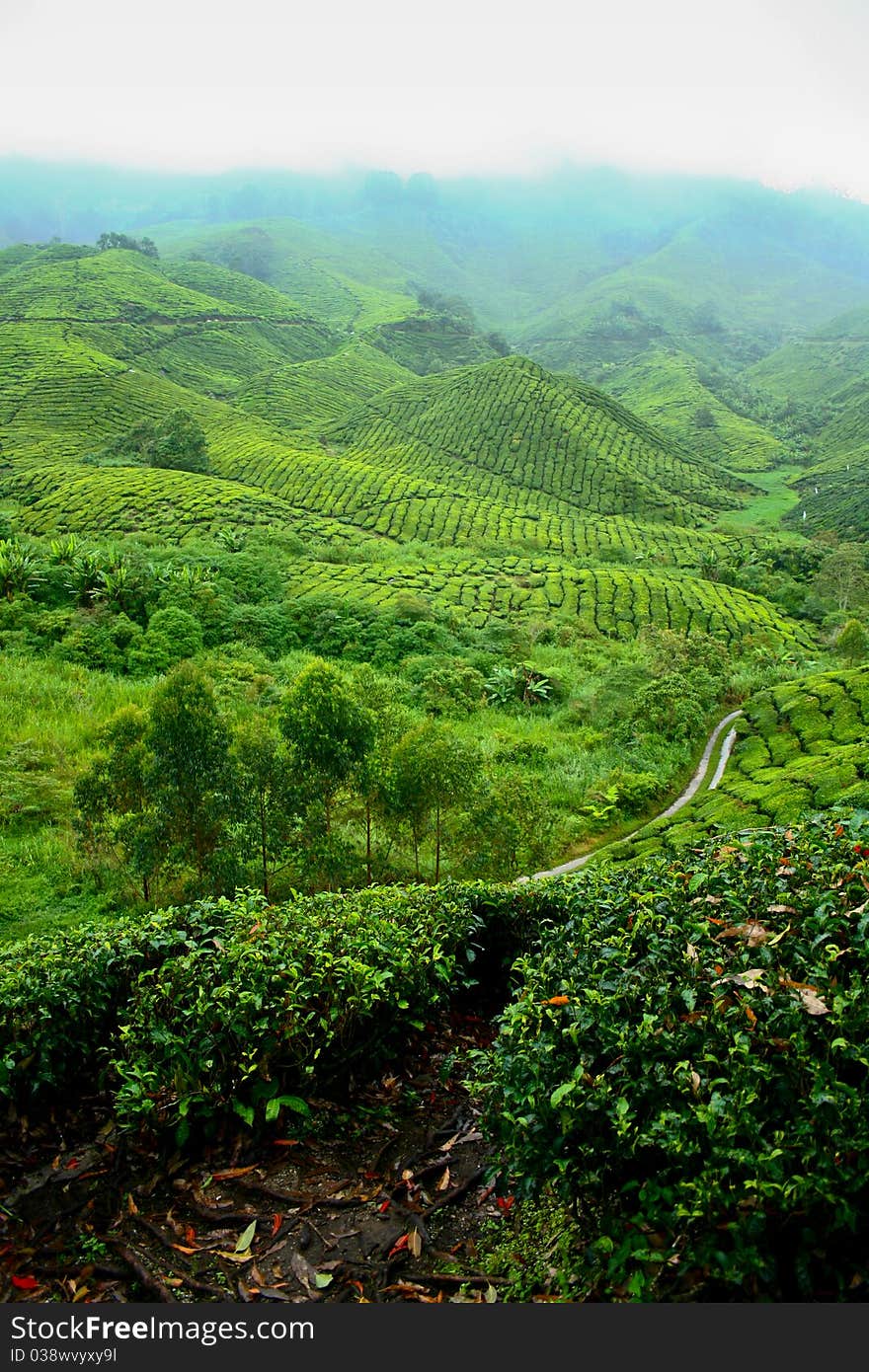 Tea Valley at Cameron Highlands, Pahang, Malaysia. Tea Valley at Cameron Highlands, Pahang, Malaysia.