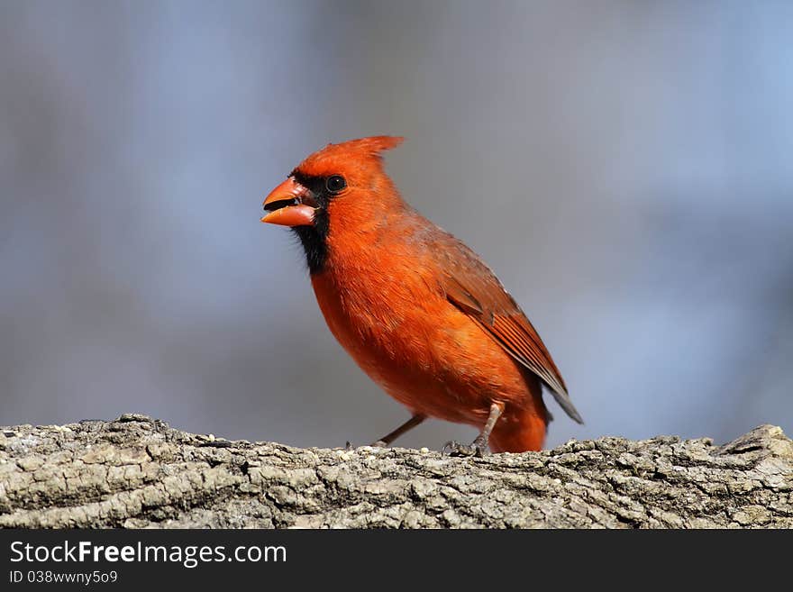 Male Cardinal