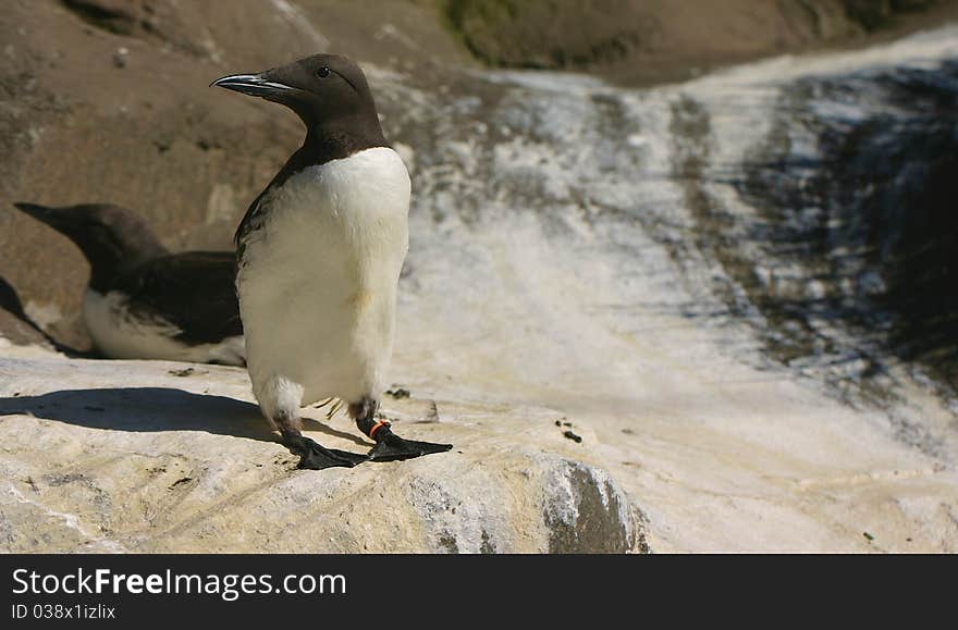 A common murre bird on a rock