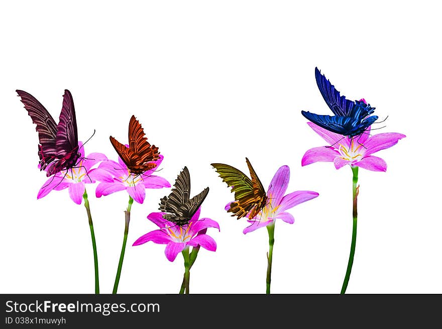 Colorful of butterfly isolated on purple flower