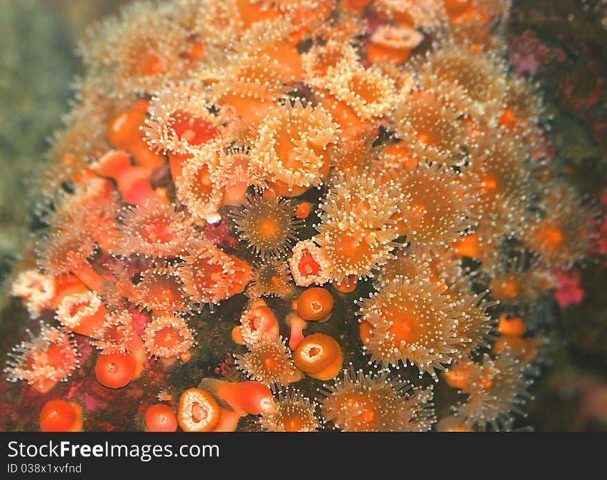 Orange Sea Urchins