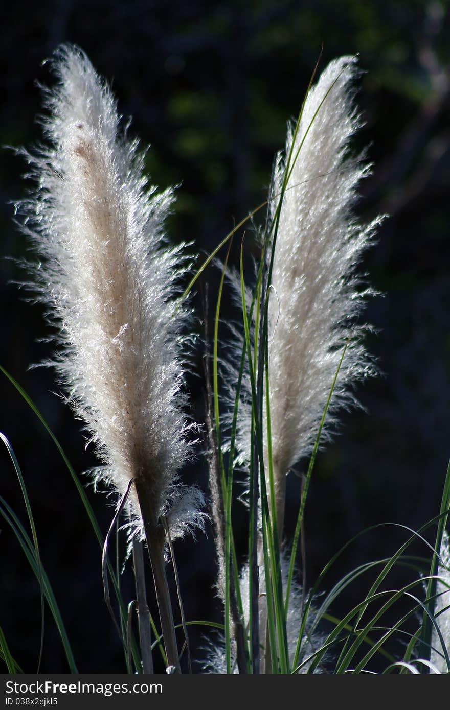 Pampas Grass Plumes by the American River