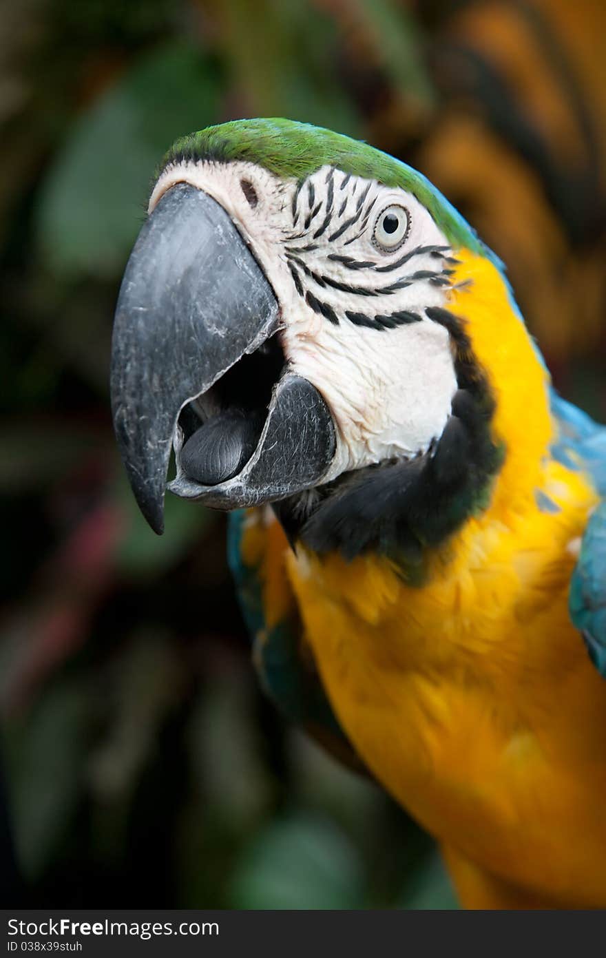 Colorful tropical parrot