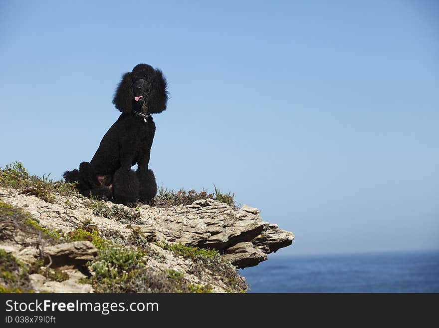 STandard poodle on beach