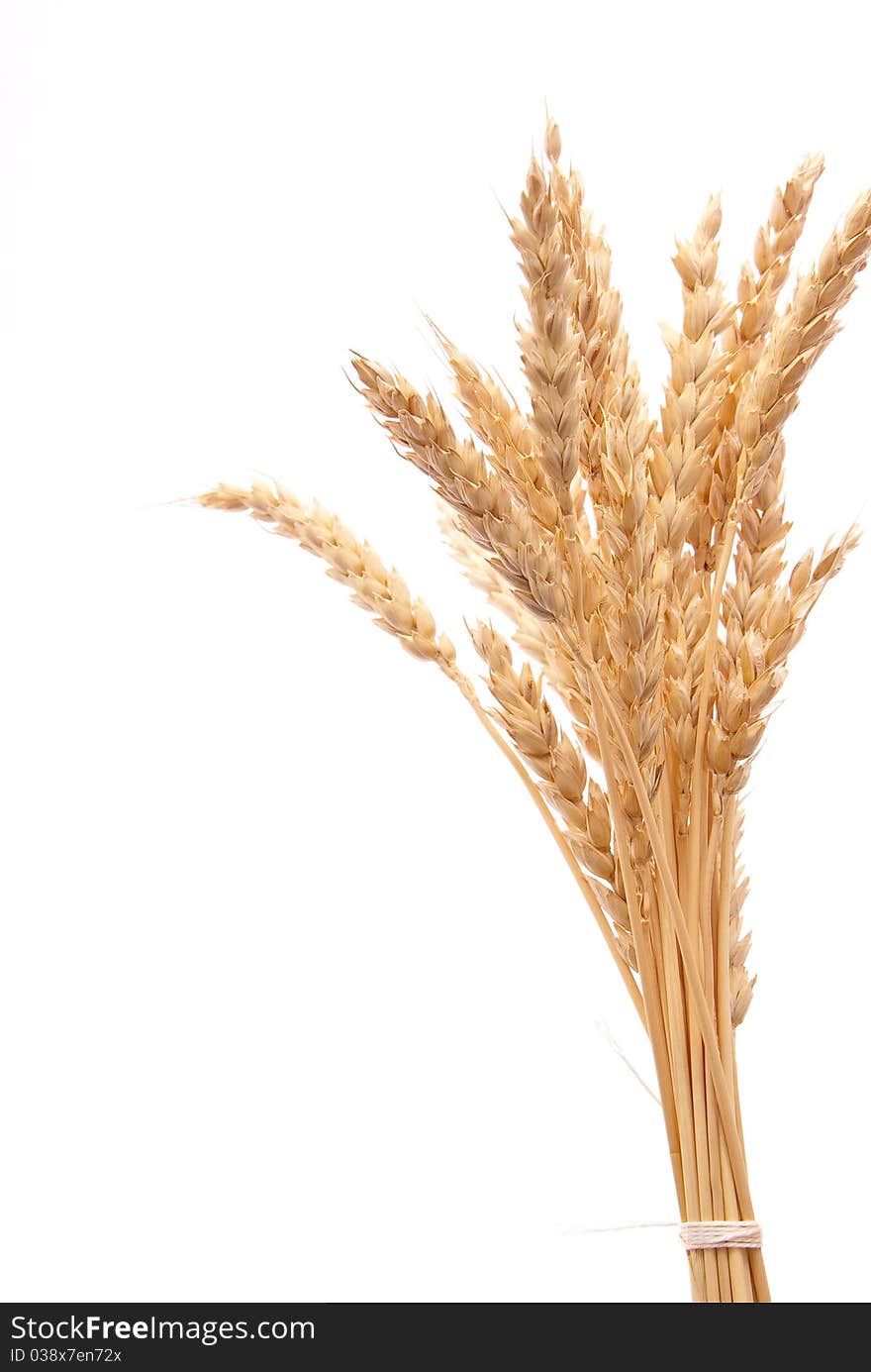 Wheat Ears