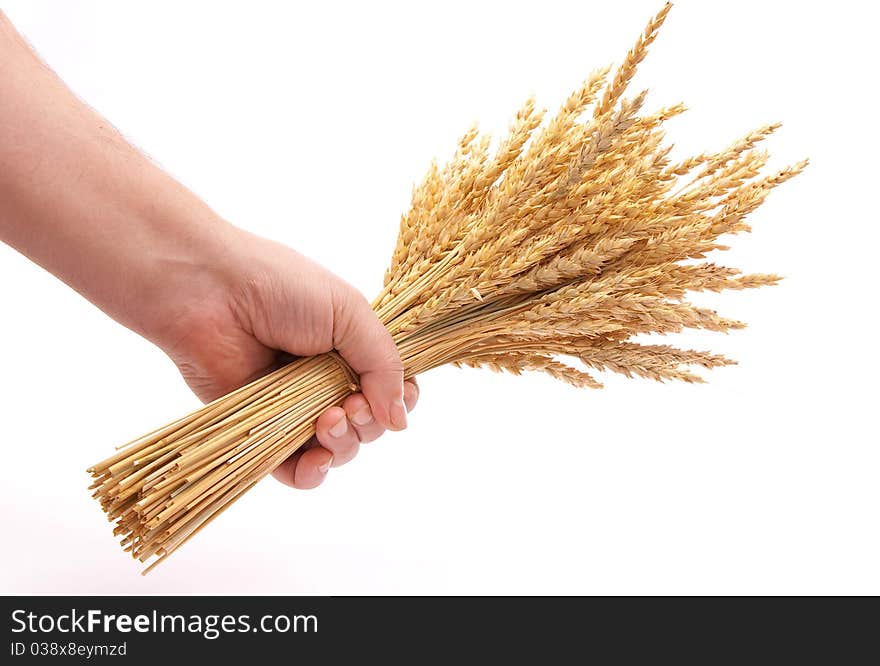 Hand hold wheat ears on white