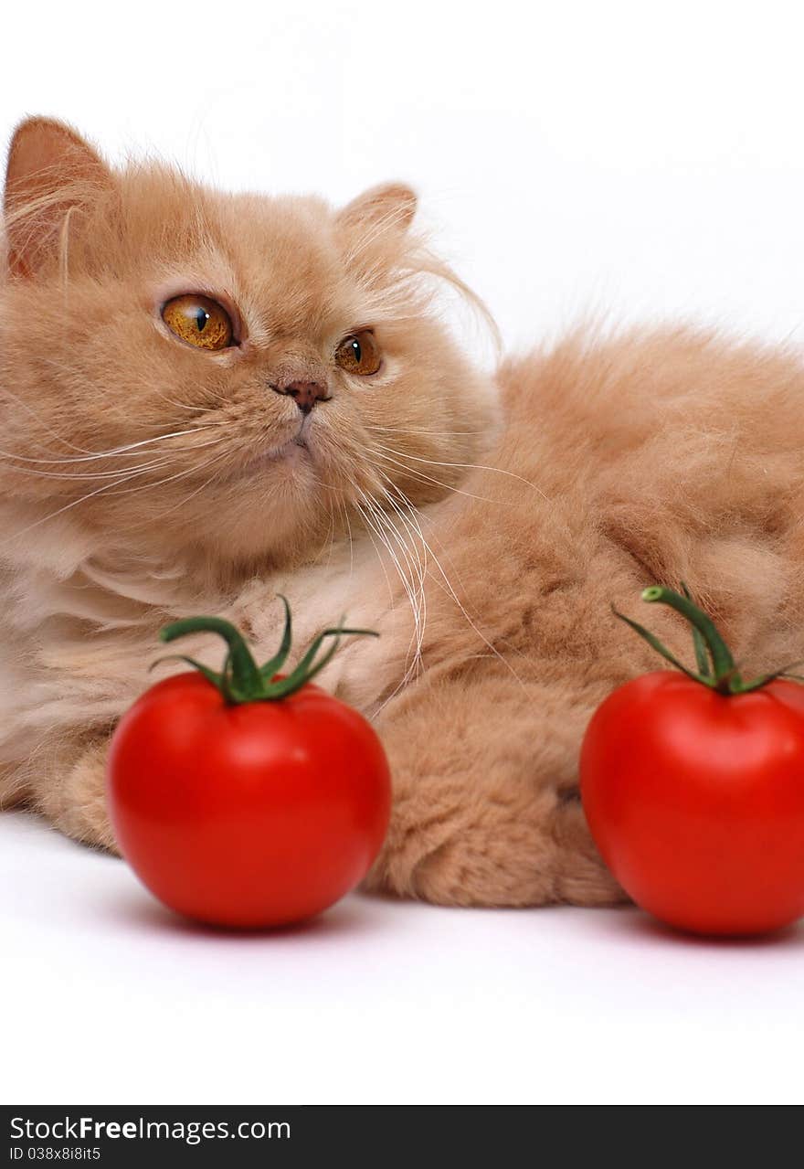 Cat and tomatoes