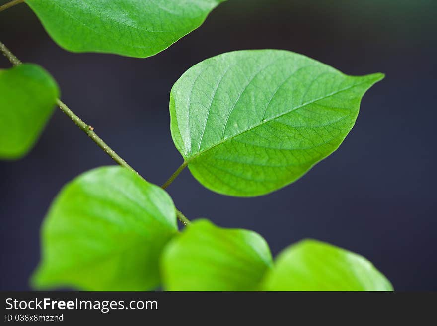 Green Leaf Isolated On Black