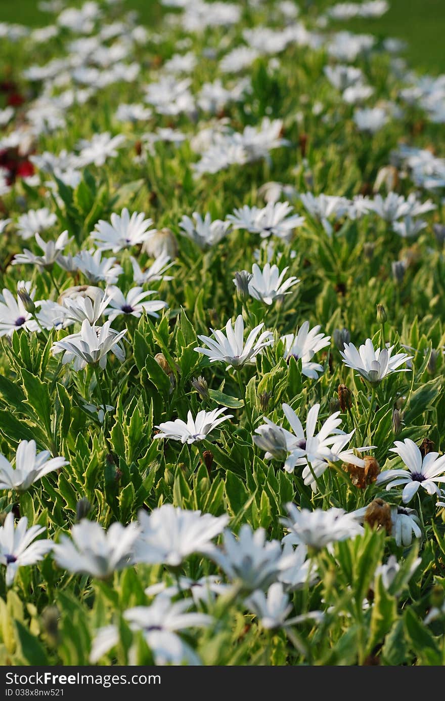 Close up white daisies park