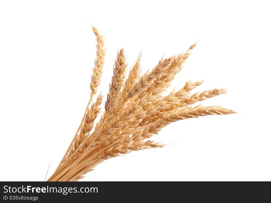 Wheat ears