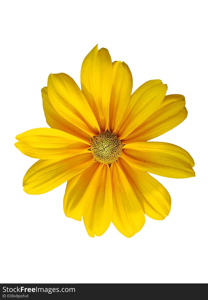 Sunflower frame background