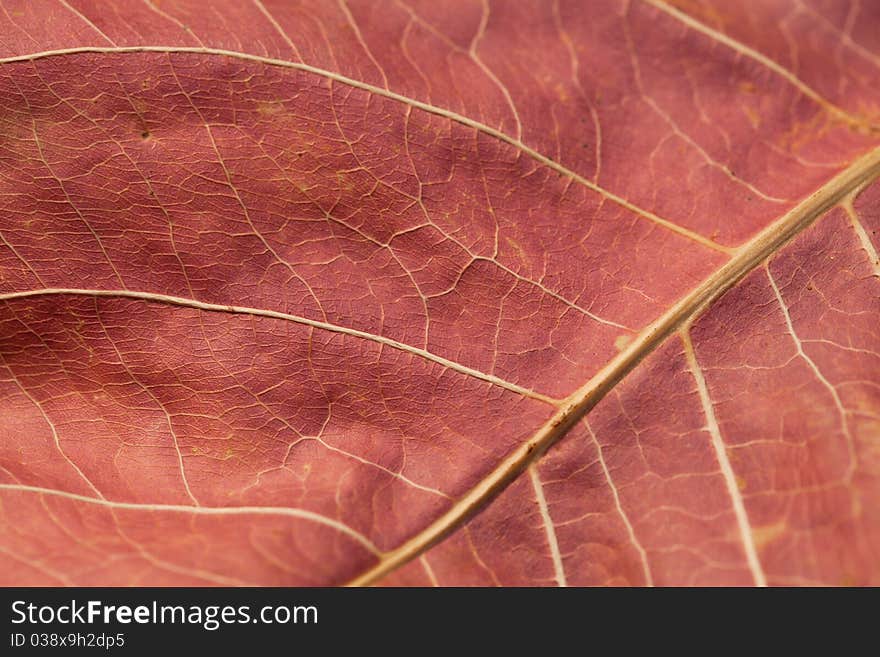 Close up of abstract autumn leaf background