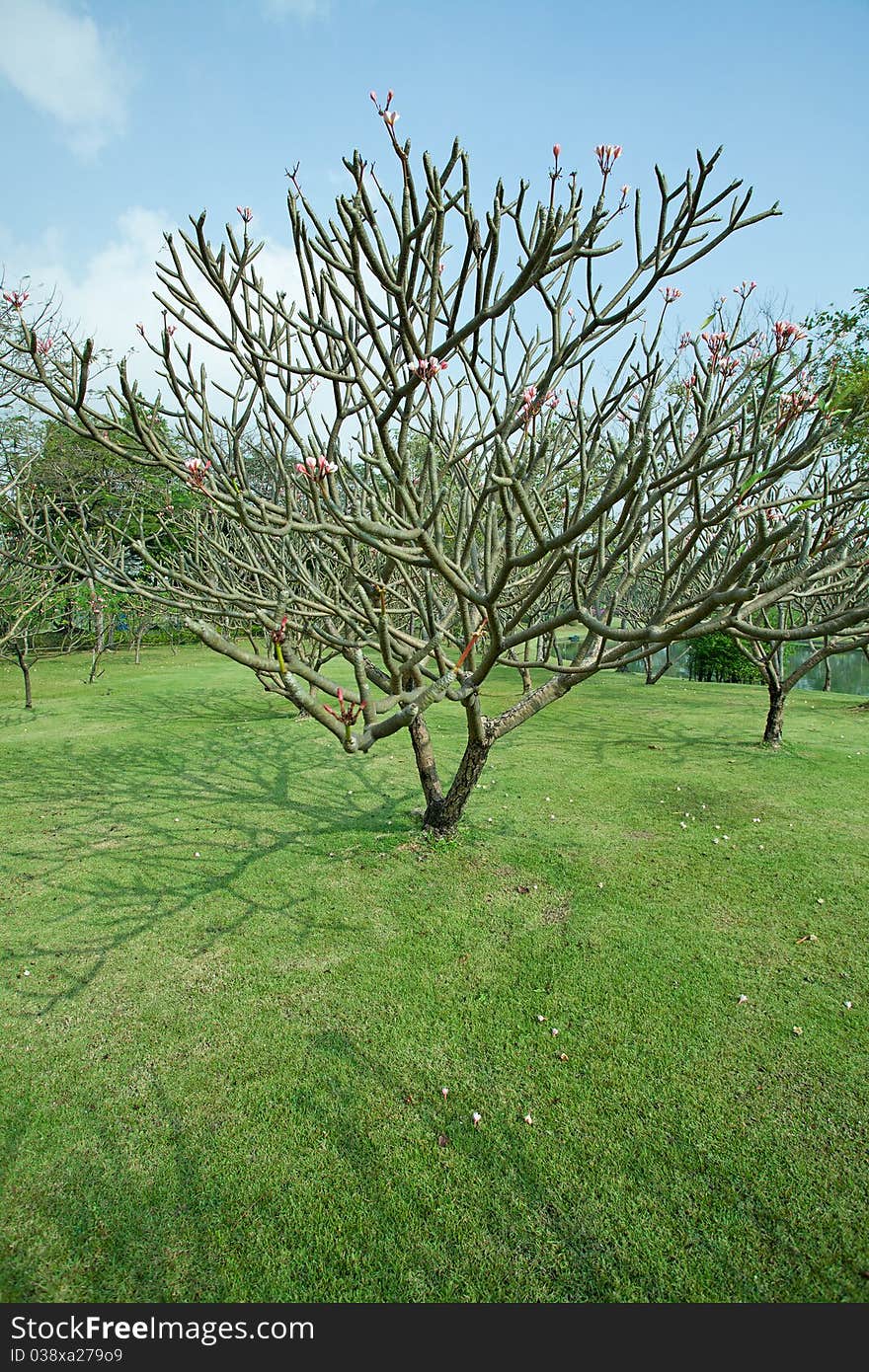 Plumeria tree with green grass