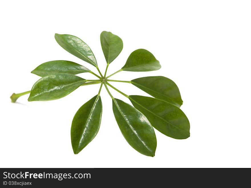 Green leaf isolated over white