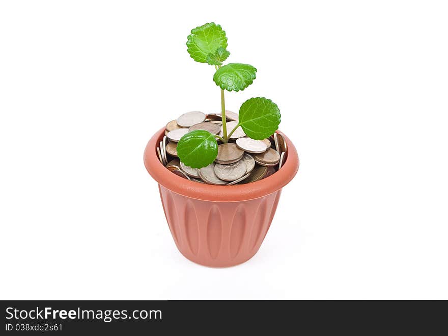 Seedling Growing In Money