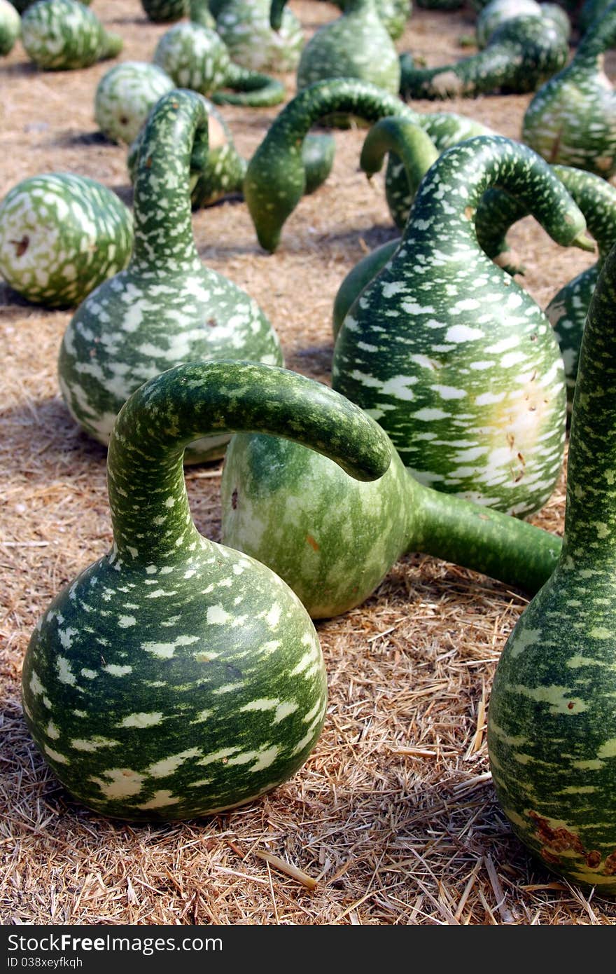 Field of green gourds on hay. Field of green gourds on hay