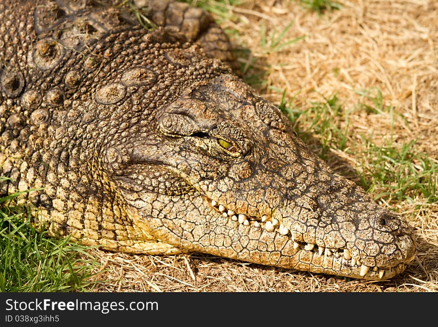 Nile crocodile baking in the afternoon sun in the Free state, South Africa. Nile crocodile baking in the afternoon sun in the Free state, South Africa.