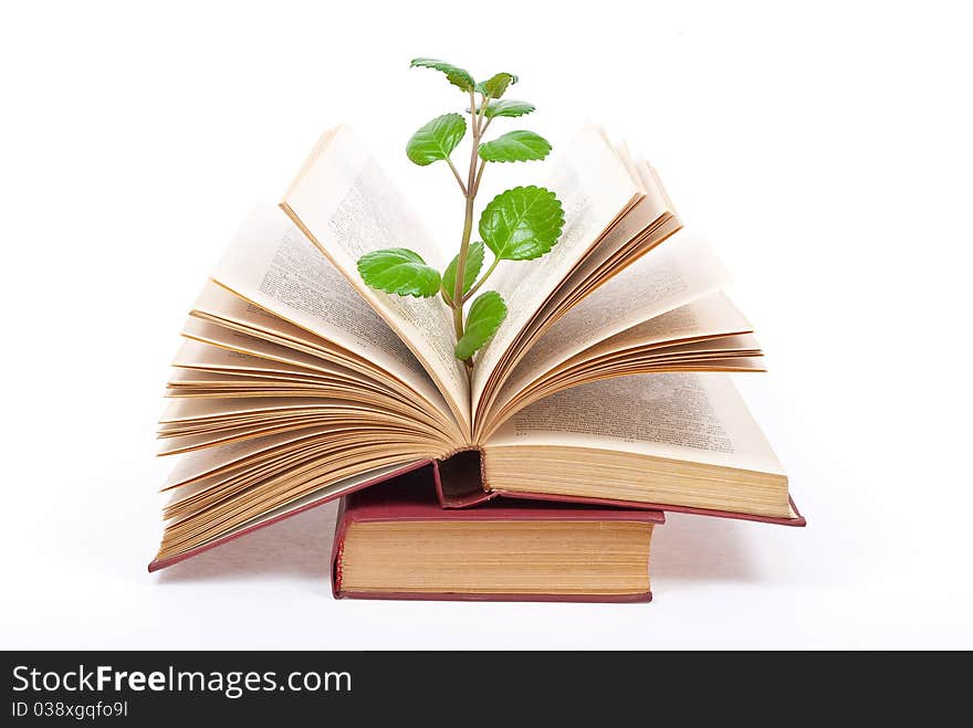 Green sprout growing from open book on white