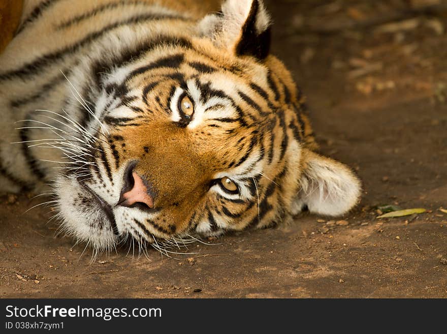 Two year old tiger lazy tiger alert of its surroundings. Two year old tiger lazy tiger alert of its surroundings