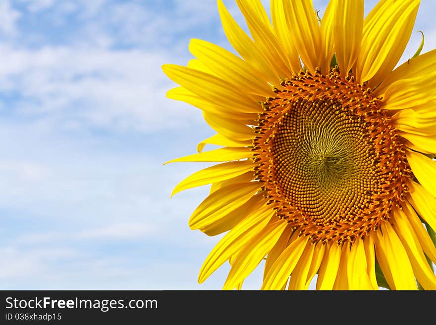 Sunflower and blue sky