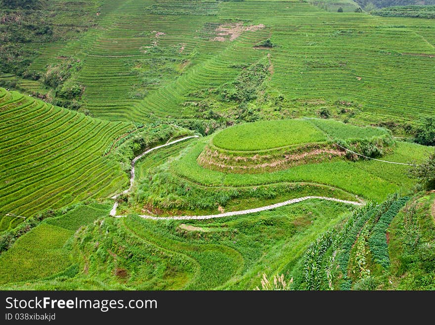 Stone-paved path across summer paddy terraces, Guiling, China. Stone-paved path across summer paddy terraces, Guiling, China.