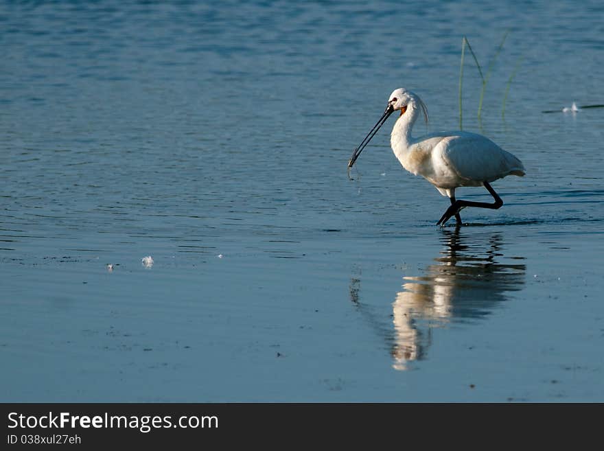 Spoonbill in water in summer