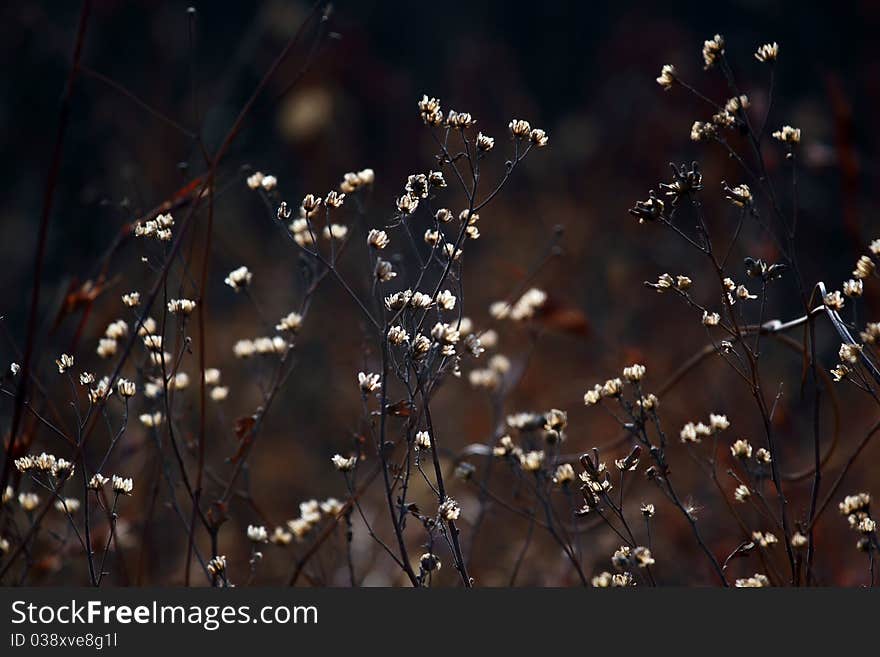 Dry grass