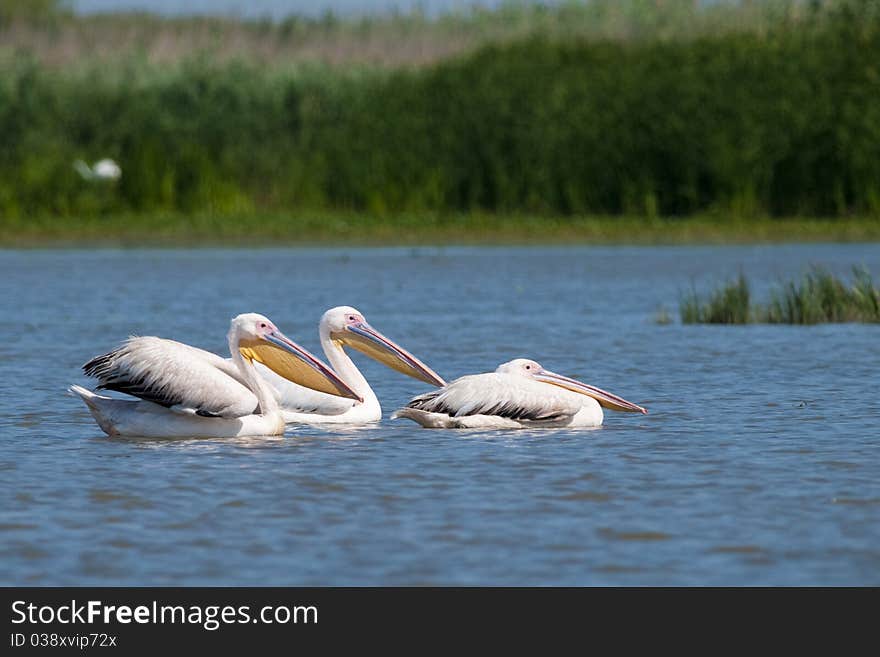 Great White Pelicans on water