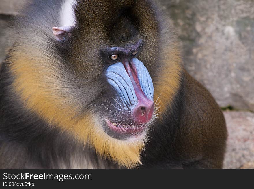 Drill Monkey (Mandrillus leucophaeus) Portrait. Drill Monkey (Mandrillus leucophaeus) Portrait