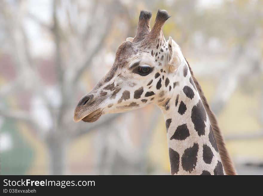 Giraffe (Giraffa camelopardalis) Portrait Animal. Giraffe (Giraffa camelopardalis) Portrait Animal