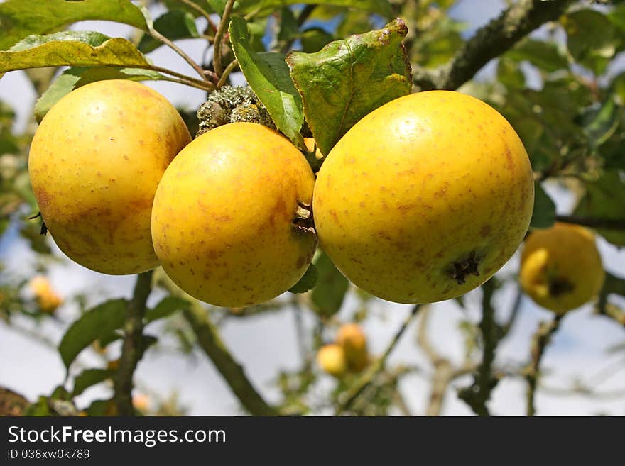 Three Apples of a Vintage Variety on the Tree. Three Apples of a Vintage Variety on the Tree.