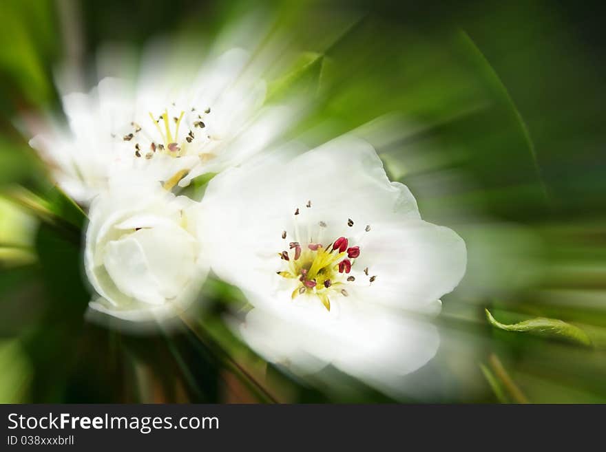 Blossom pear-tree flowers leaves and sprouts. Blossom pear-tree flowers leaves and sprouts